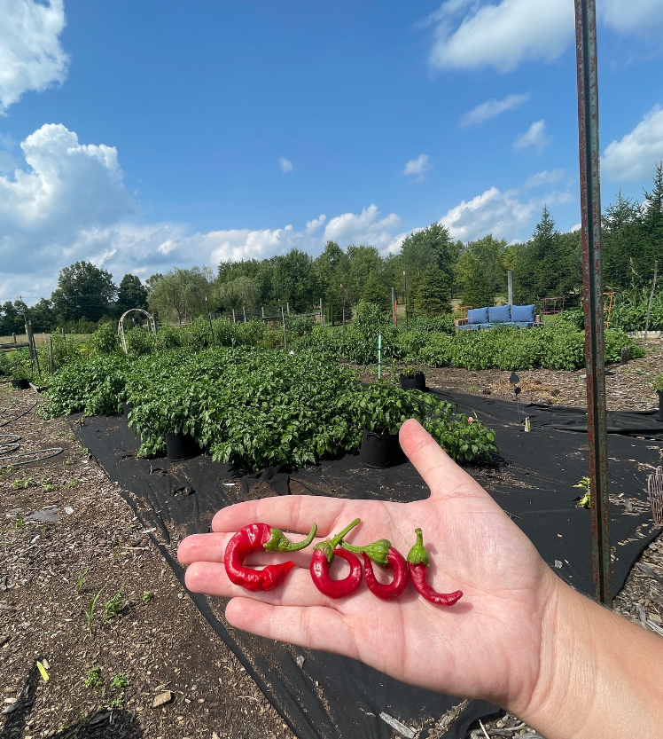 Jersey Girl Garden Image of chili peppers spelling the word "cool"